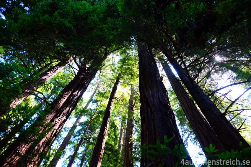 Redwoods_wm
