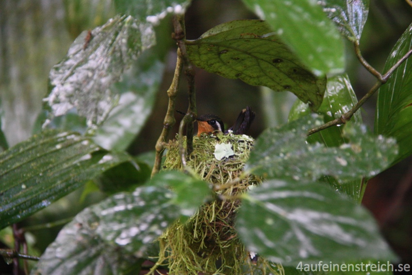 Kolibri im Nest