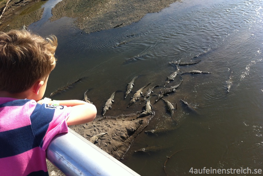 Krokodile von einer Straßenbrücke aus beobachtet.