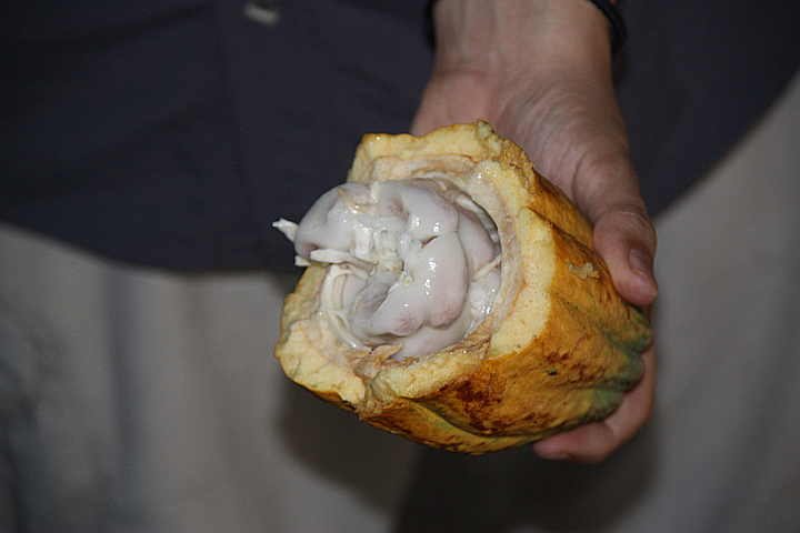 Das Innere der Kakaofrucht