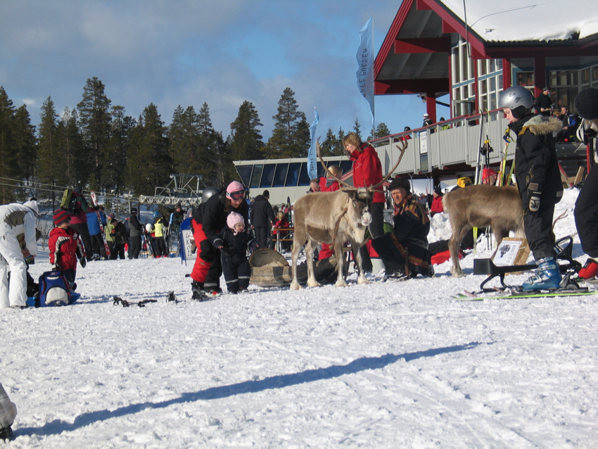 Rentiere gehören in Schweden im Winter dazu!