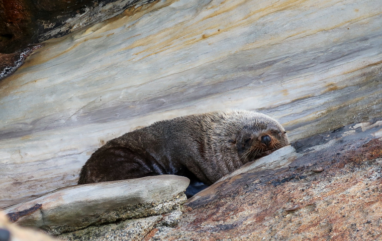 rad Nord - Neuseeland - Golden & Tasman Bay - Wharariki Beach - Seal