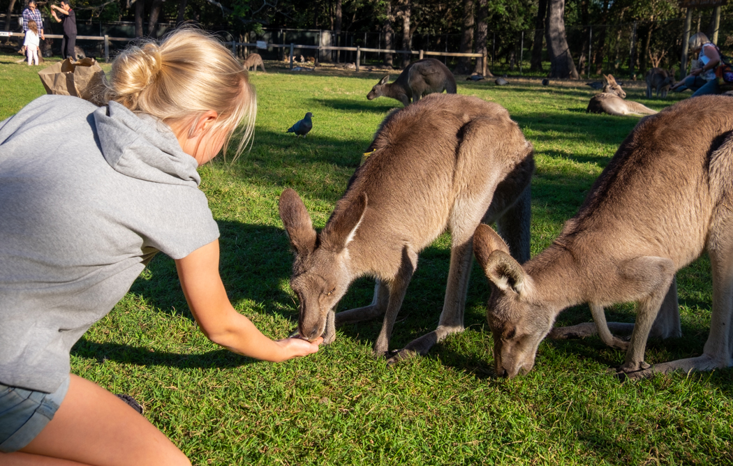 58GradNord Australien mit Kindern - Lone Pine Koala Sanctuary - Känguru