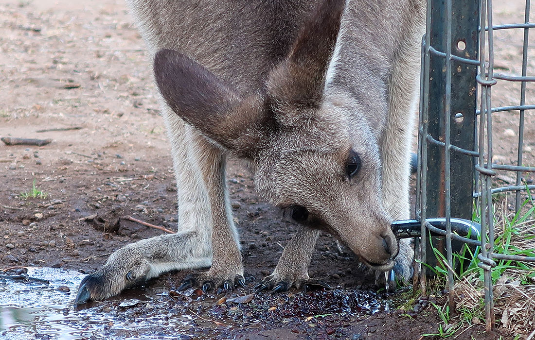 58GradNord Australien mit Kindern - Warrumbungle National Park - Kanguru klaut Wasser